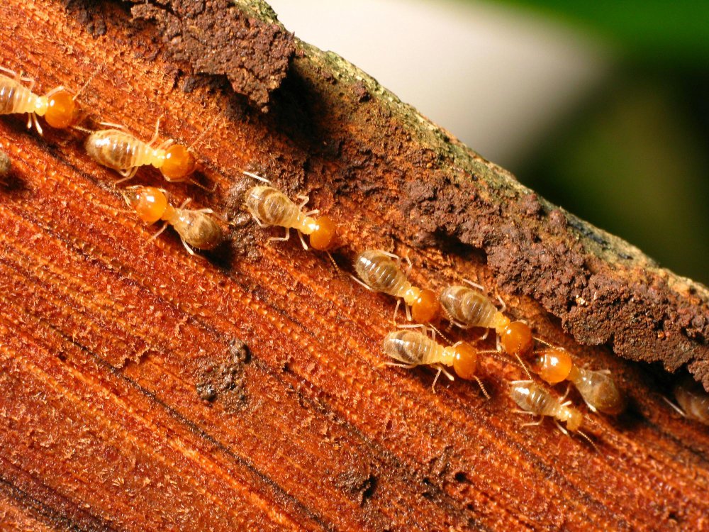 Termite Treatment Manning SC